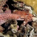 eel_moray_barredfin_nus_h_0705_png1806.jpg